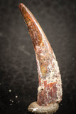 07484 - Top Beautiful 1.24 Inch Pterosaur (Coloborhynchus) Tooth Cretaceous KemKem