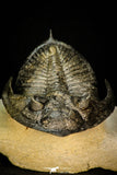 30285 - Top Quality 4.06 Inch  Zlichovaspis rugosa Lower Devonian Trilobite