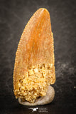 07486 - Top Beautiful 0.87 Inch Serrated Abelisaur Dinosaur Tooth Cretaceous KemKem Beds