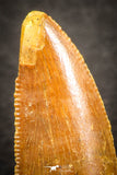 07486 - Top Beautiful 0.87 Inch Serrated Abelisaur Dinosaur Tooth Cretaceous KemKem Beds