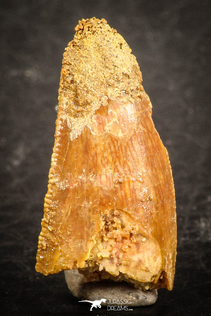 07488 - Beautiful 0.85 Inch Serrated Abelisaur Dinosaur Tooth Cretaceous KemKem Beds