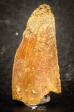 07488 - Beautiful 0.85 Inch Serrated Abelisaur Dinosaur Tooth Cretaceous KemKem Beds