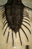 30288 - Top Well Prepared 2.37 Inch Psychopyge Termierorum Middle Devonian Trilobite