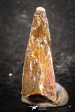 07501 - Beautiful 0.65 Inch Pterosaur (Coloborhynchus) Tooth Cretaceous KemKem