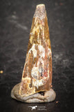 07501 - Beautiful 0.65 Inch Pterosaur (Coloborhynchus) Tooth Cretaceous KemKem