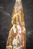 07501 - Beautiful 0.65 Inch Pterosaur (Coloborhynchus) Tooth Cretaceous KemKem