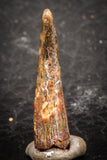 07504 - Top Beautiful 0.75 Inch Pterosaur (Coloborhynchus) Tooth Cretaceous KemKem