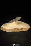 30294 - Nicely Preserved 1.87 Inch Hollardops merocristata Middle Devonian