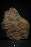 21455 - Almost Complete NWA Unclassified Ordinary Chondrite Meteorite 288.0g