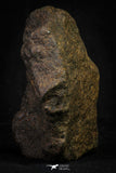 21455 - Almost Complete NWA Unclassified Ordinary Chondrite Meteorite 288.0g