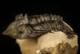 30312 - Well Prepared 1.78 Inch Metacanthina issoumourensis Lower Devonian Trilobite