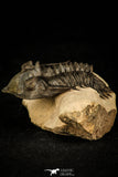 30312 - Well Prepared 1.78 Inch Metacanthina issoumourensis Lower Devonian Trilobite