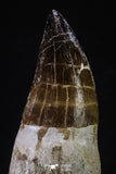 20349 - Top Huge Rooted 5.07 Inch Mosasaur (Prognathodon anceps) Tooth