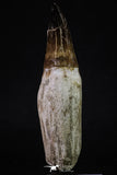 20349 - Top Huge Rooted 5.07 Inch Mosasaur (Prognathodon anceps) Tooth