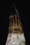 20349 - Top Huge Rooted 5.07 Inch Mosasaur (Prognathodon anceps) Tooth