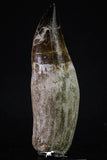 20349 - Top Huge Rooted 5.07 Inch Mosasaur (Prognathodon anceps) Tooth