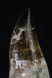 20349 - Top Huge Rooted 5.07 Inch Mosasaur (Prognathodon anceps) Tooth