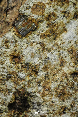 21485 - NWA Unclassified Chondrite Meteorite L Type 16.3g Polished Section With Partial Fusion Crust