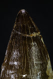 20356 - Well Preserved 2.31 Inch Mosasaur (Prognathodon anceps) Tooth