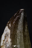 20358 - Well Preserved 2.15 Inch Mosasaur (Prognathodon anceps) Tooth