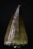 20358 - Well Preserved 2.15 Inch Mosasaur (Prognathodon anceps) Tooth