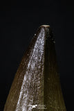 20358 - Well Preserved 2.15 Inch Mosasaur (Prognathodon anceps) Tooth