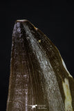 20358 - Well Preserved 2.15 Inch Mosasaur (Prognathodon anceps) Tooth