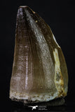 20358 - Well Preserved 2.15 Inch Mosasaur (Prognathodon anceps) Tooth