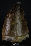 20360 - Well Preserved 1.93 Inch Mosasaur (Prognathodon anceps) Tooth