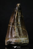 20360 - Well Preserved 1.93 Inch Mosasaur (Prognathodon anceps) Tooth