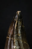 20360 - Well Preserved 1.93 Inch Mosasaur (Prognathodon anceps) Tooth