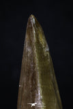 20361 - Well Preserved 2.35 Inch Mosasaur (Prognathodon anceps) Tooth