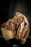 06824 - Top Huge 6.13 Inch Barite Crystals - South Morocco