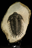 30509 - Top Rare 3.74 Inch Saharops bensaidi Lower Devonian Trilobite