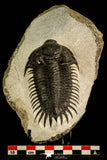 30509 - Top Rare 3.74 Inch Saharops bensaidi Lower Devonian Trilobite