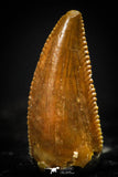 20403 - Top Beautiful 0.41 Inch Serrated Abelisaur Dinosaur Tooth Cretaceous KemKem Beds