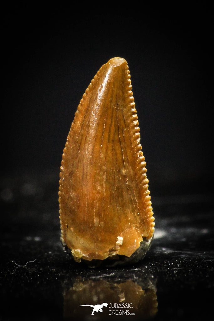 20403 - Top Beautiful 0.41 Inch Serrated Abelisaur Dinosaur Tooth Cretaceous KemKem Beds