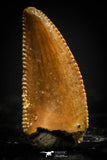 20403 - Top Beautiful 0.41 Inch Serrated Abelisaur Dinosaur Tooth Cretaceous KemKem Beds