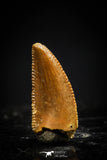 20403 - Top Beautiful 0.41 Inch Serrated Abelisaur Dinosaur Tooth Cretaceous KemKem Beds