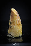 20405 - Rare 0.40 Inch Abelisaur Dinosaur Mesial Premaxillary Tooth Cretaceous KemKem Beds