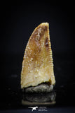 20405 - Rare 0.40 Inch Abelisaur Dinosaur Mesial Premaxillary Tooth Cretaceous KemKem Beds