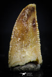 20405 - Rare 0.40 Inch Abelisaur Dinosaur Mesial Premaxillary Tooth Cretaceous KemKem Beds