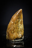 20408 - Top Beautiful 0.46 Inch Serrated Abelisaur Dinosaur Tooth Cretaceous KemKem Beds