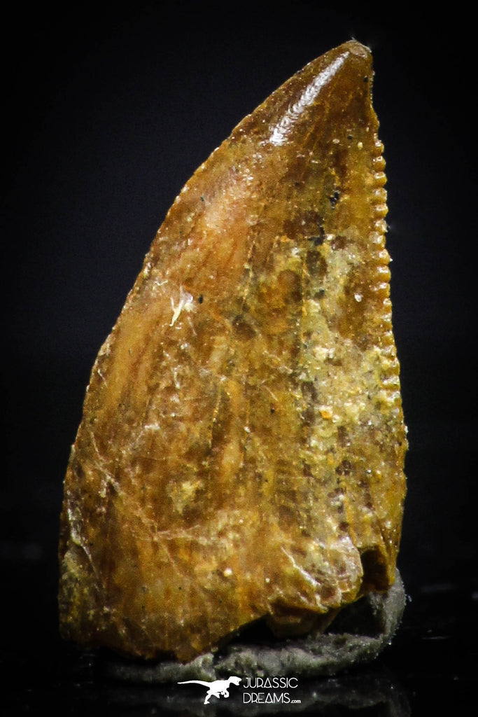 20408 - Top Beautiful 0.46 Inch Serrated Abelisaur Dinosaur Tooth Cretaceous KemKem Beds