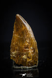 20408 - Top Beautiful 0.46 Inch Serrated Abelisaur Dinosaur Tooth Cretaceous KemKem Beds