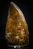 20408 - Top Beautiful 0.46 Inch Serrated Abelisaur Dinosaur Tooth Cretaceous KemKem Beds