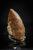 20409 - Top Beautiful 0.43 Inch Serrated Abelisaur Dinosaur Tooth Cretaceous KemKem Beds