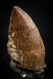 20409 - Top Beautiful 0.43 Inch Serrated Abelisaur Dinosaur Tooth Cretaceous KemKem Beds