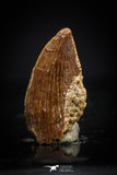 20409 - Top Beautiful 0.43 Inch Serrated Abelisaur Dinosaur Tooth Cretaceous KemKem Beds