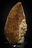 20409 - Top Beautiful 0.43 Inch Serrated Abelisaur Dinosaur Tooth Cretaceous KemKem Beds